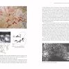 Bangudae: Petroglyph Panels in Ulsan, Korea, In the Context of World Rock Art - Image 5